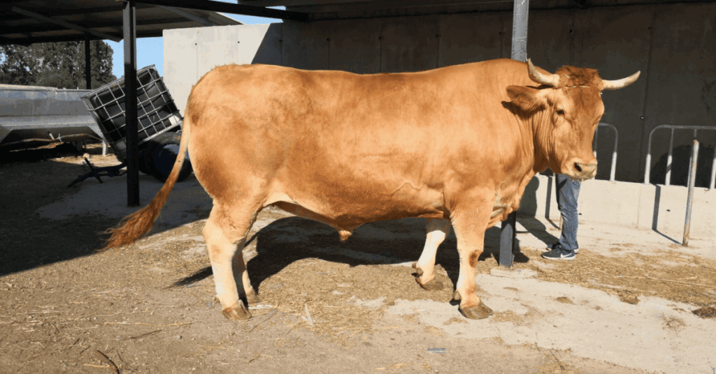Fichamos a Goliat, el buey más grande y mejor raza del mundo