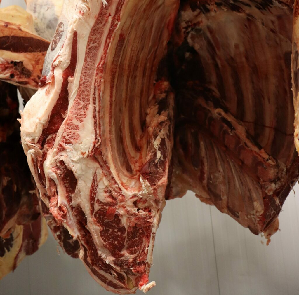 Simmental Fleckvieh, raza bovina descendiente de la Holstein