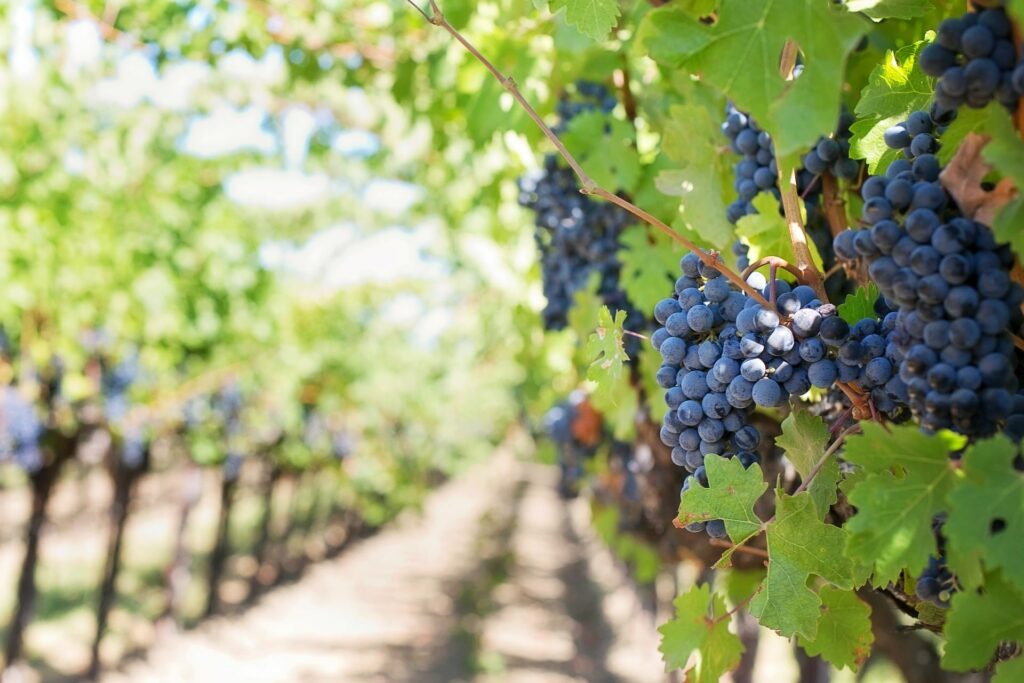 Seis uvas Garnacha que maridan de cine con tu parrillada